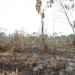 Agricultor perdió seis hectáreas de palma aceitera por practicar quema de pastizales