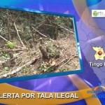 60% de bosques de Tingo María desaparecen por tala ilegal (video)