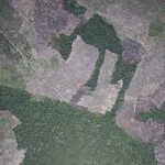 Monitorean estado de conservación en Bosque de Protección Alto Mayo