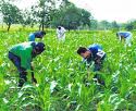 Agricultores del centro poblado Paraíso realizaron pasantía en Ucayali
