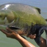 Comunidades nativas de Ucayali promoverán la crianza de peces amazónicos