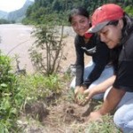 Siembran más de mil plantones para reforzar las defensas ribereñas del río Huallaga