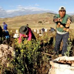 Destinarán 69 millones de soles para impulsar productividad en los pequeños agricultores