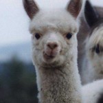 Comisión Multisectorial busca frenar el contrabando de Alpacas