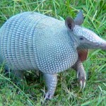 El MINAG recuperó más de cinco mil especímenes de fauna silvestre