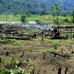 Se pierden más siete mil hectáreas de bosques en el VRAE principalmente por la agricultura migratoria