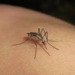 Preocupa rebrote de enfermedades tropicales en Madre de Dios