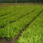 Municipalidad de Irazola ejecutará proyecto forestal para recuperar suelos degradados