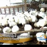 Intervienen mataderos clandestinos de aves en el VRAE (video)