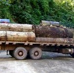 Alcaldes electos del VRAE deben promover fiscalías ambientales y policías forestales