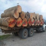 Denuncian invasión de traficantes de terrenos en concesión forestal de Irazola
