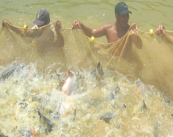 Disminuyen peces amazónicos en piscigranja municipal de Aucayacu
