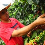Cultivar café cerca de bosques aumenta su productividad