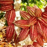 Cacao de San Martín tendrá mayor valor agregado