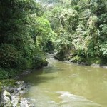 Expresan preocupación por el proceso de consulta de la Ley Forestal en el Perú