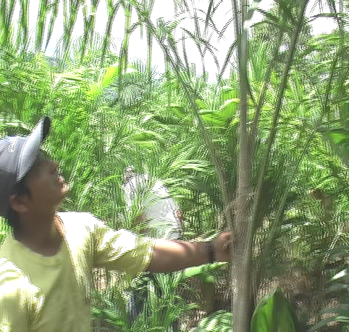 Gobierno regional de Ucayali implementa proyecto productivo de palmito en Aguaytía