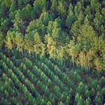 OSINFOR recibe premio por promover Pacto Etico Forestal