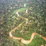 El próximo 7 de enero se lanza la Plataforma Virtual Educativa del Sector Forestal