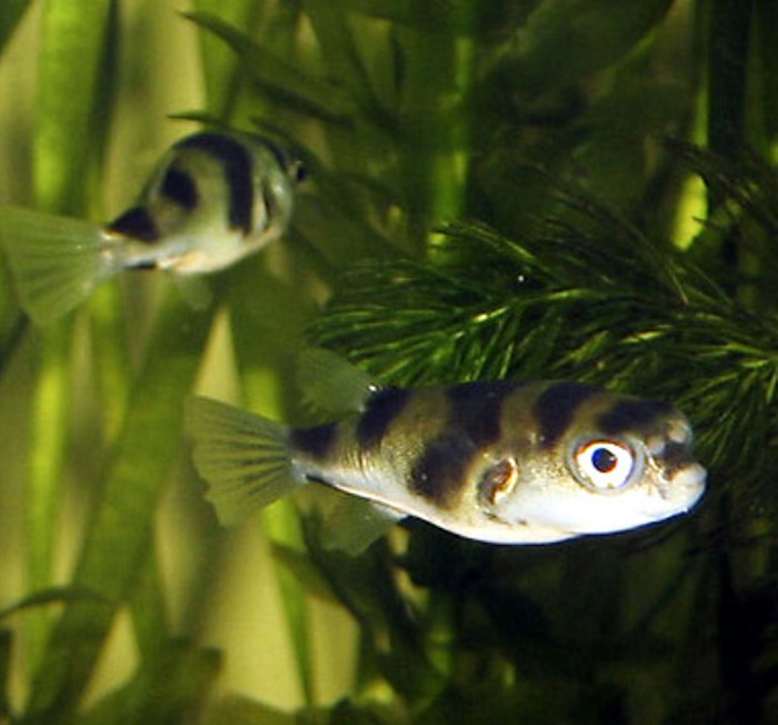 Fotos de peces amazonicos Fotos de peces amazonicos