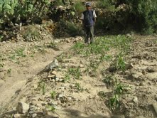 251 hectáreas de sembríos se perdieron por las lluvias en Ayacucho