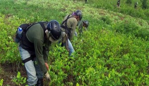 Erradican 290 hectáreas de coca ilegal en los primeros 13 días de trabajo del Corah