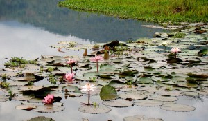 Flora 02
