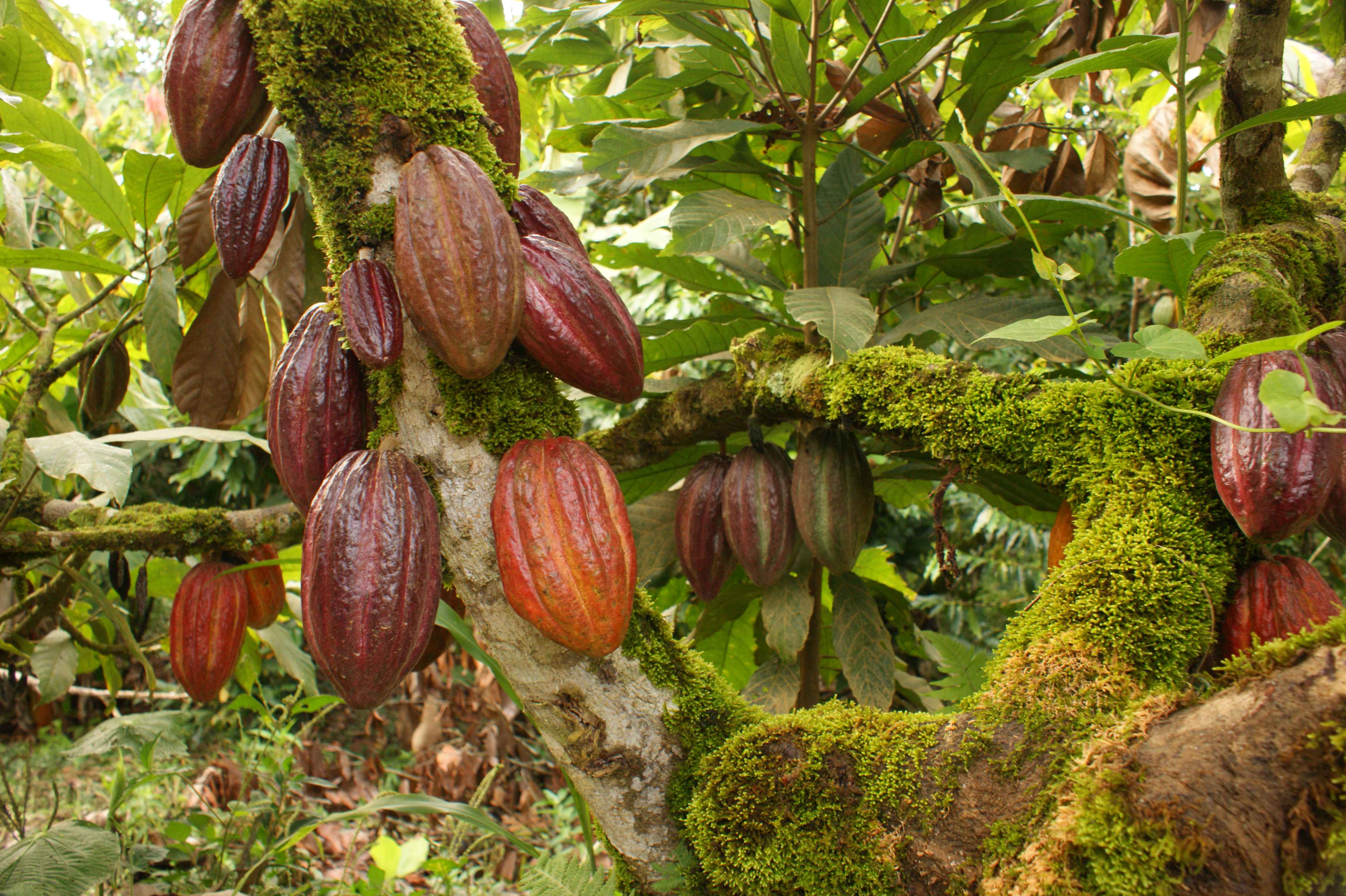 Industriales peruanos importan casi dos mil toneladas de cacao al año ...