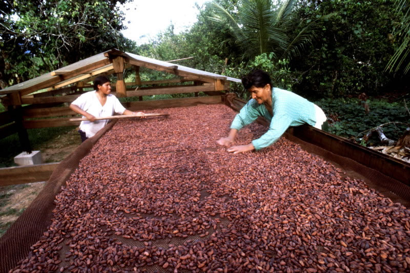 Como Se Hace El Chocolate Arduo Proceso de Transformación