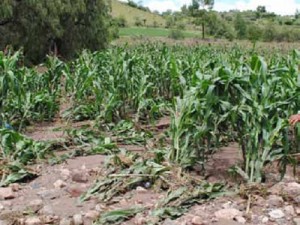 Declararán en emergencia el sector agrario de Ayacucho