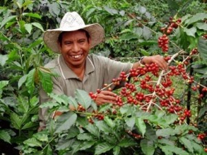 Empadronarán a productores cafetaleros afectados por la roya en San Martín