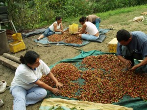 Ecuador invertirá 600 millones de dólares en renovar el 70% de cafetales