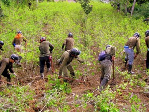 Erradicación de coca ilegal sobrepasa las 7,772 hectáreas