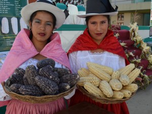 Inia presentó maíces que rinden 600% más de producción en Ayacucho