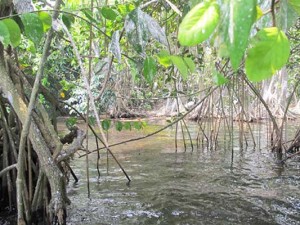 Cultivan peces en manglares de Nicaragua con botellas de plástico reciclado