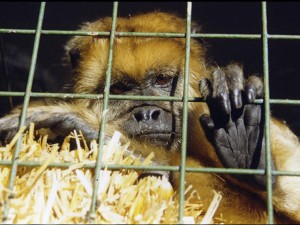 Unodc pide castigos más duros para delitos contra fauna y flora