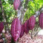 Resaltan apoyo del Programa de Cultivos Alternativos a agricultores de Paraíso