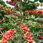 El café peruano conquista más mercados internacionales