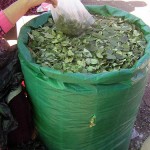 En operativo conjunto decomisan 200 kilos de hoja de coca seca en Aucayacu