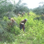 Corah erradicó 8,899 hectáreas de hoja de coca ilegal en Ucayali y Tingo María