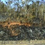 Desconocidos provocan incendio en gran extensión de bosques de San Martín