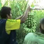 Plataneros de Pichari colocarán sus productos en hipermercados de Lima