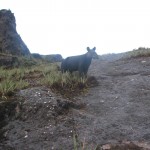 Logran fotografiar a Tapir de altura en Santuario Nacional Tabaconas Namballe