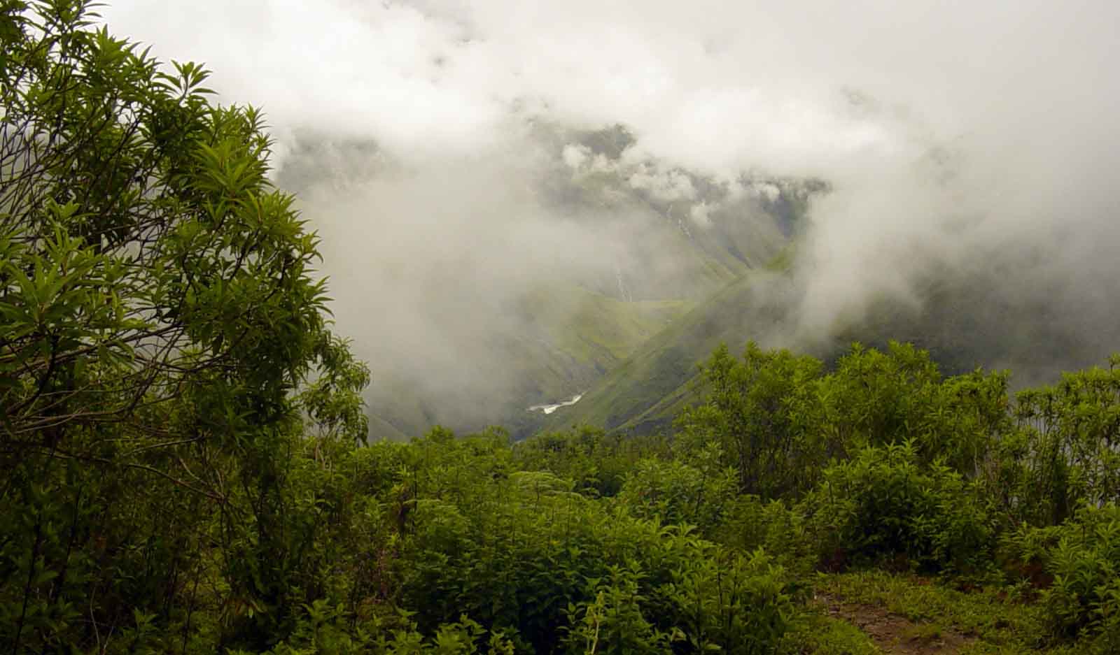Bosques naturales del Perú Inforegion