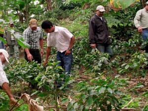 Cafetaleros de la Coperativa Pangoa disminuyen producción