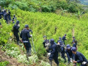 Erradicarán hoja de coca en zona del Vraem donde cayeron cabecillas terroristas