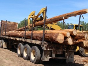 Incautan 6 mil pies de madera ilegal en Río Negro