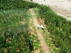 Detectan hasta 65 narcoaeropuertos en el Vraem