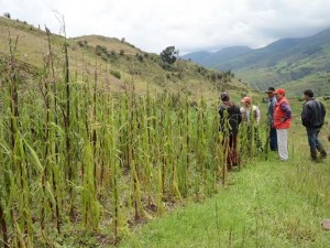Comunidades de Acocro pierden 100 hectáreas de cultivo tras granizada