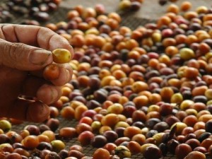 Exportaciones de café se incrementan 51% en primer trimestre 2014