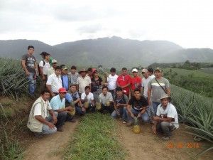 Agricultores del Vraem realizaron pasantía sobre piña en Satipo